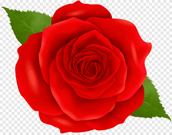 Розы для вырезания цветные