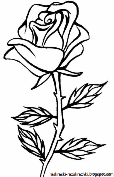 Роза раскраска