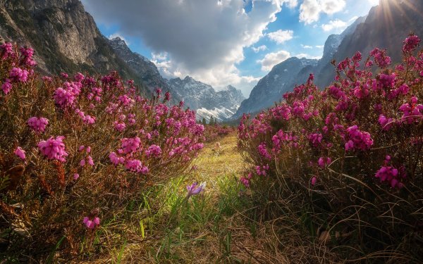 Самые красивые горные цветы