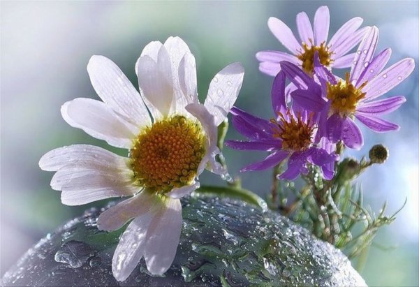 Цветок. Верность