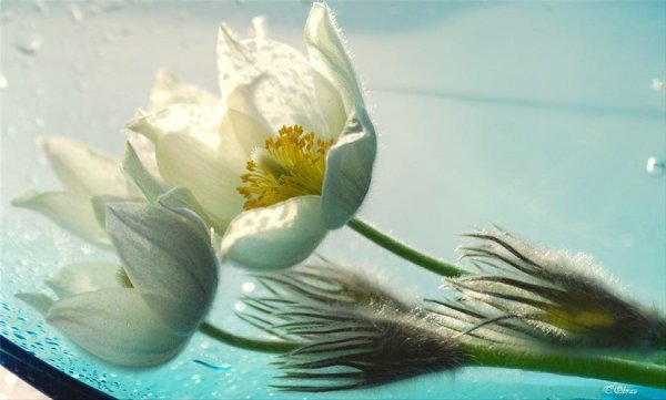 Трепетные цветы