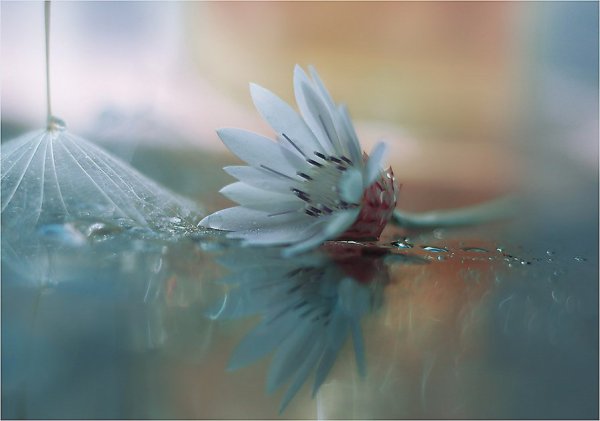 Цветы нежность легкость