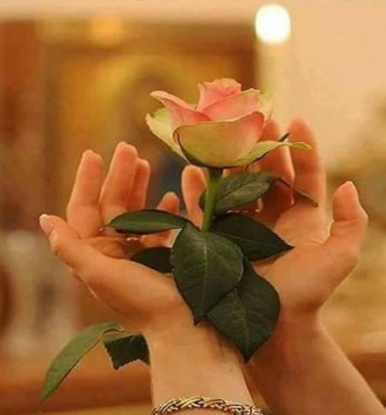 Нежность ромашки