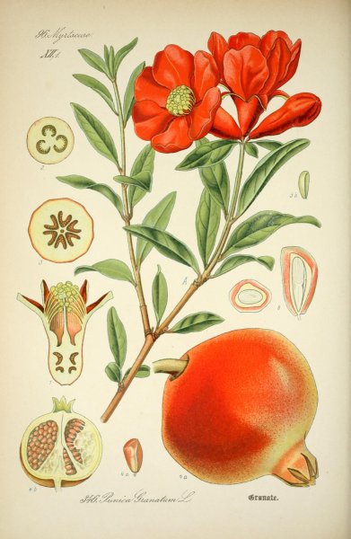 Punica granatum иллюстрация Ботаническая