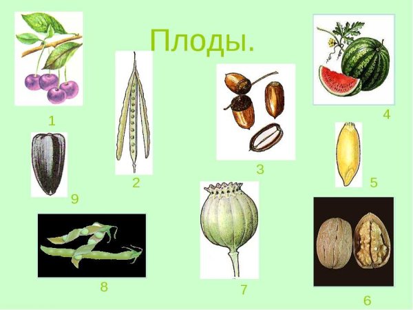 Сухие односемянные нераскрывающиеся плоды