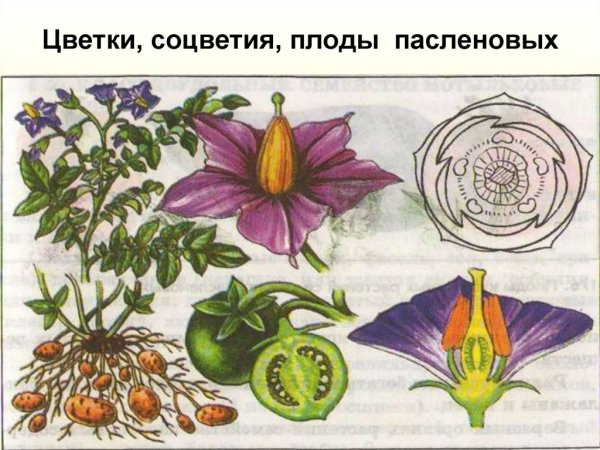 Семейство Пасленовые строение цветка