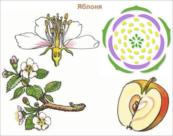 Семейство Розоцветные схема цветка