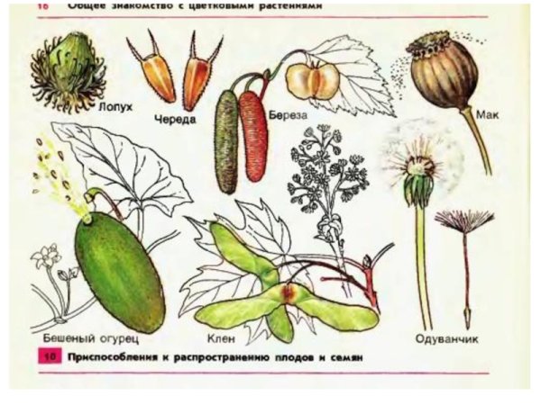 Плоды и семена