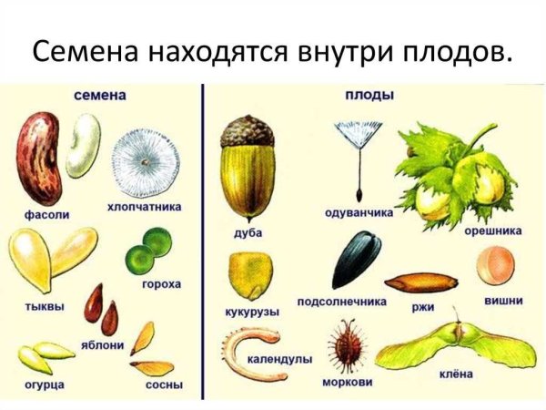 Плоды цветковых растений