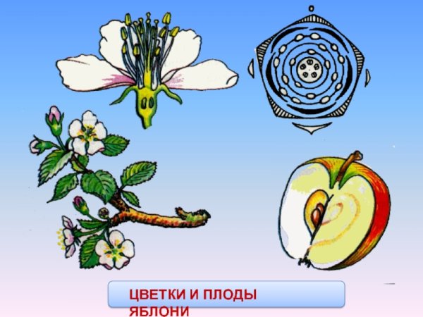 Цветы и плоды