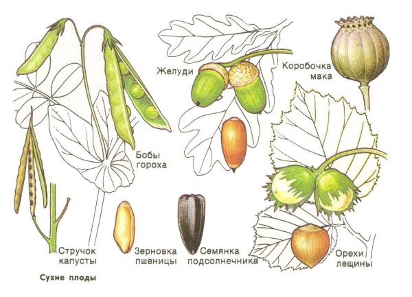 Орех фундук строение плода