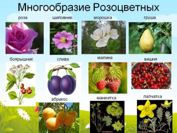 Шиповник представитель семейства розоцветных