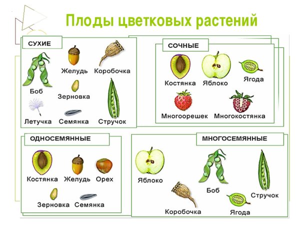 Семейство Розоцветные плоды шиповника