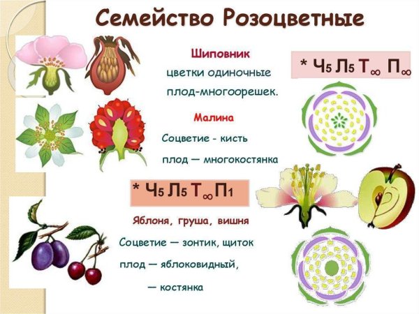 Плоды растений сухие и сочные