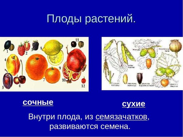 Классификация плодов сухие многосемянные