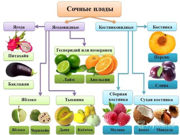 Строение , биологическая роль и классификации плодов.