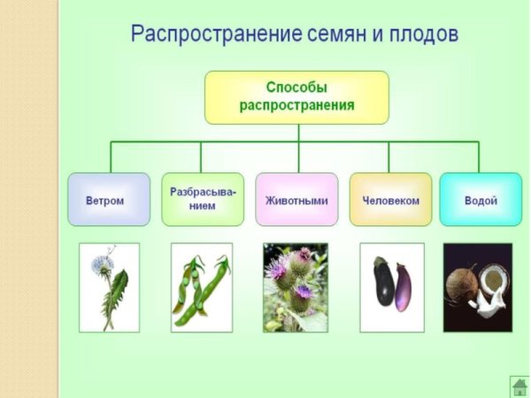 Типы плодов и строение семени