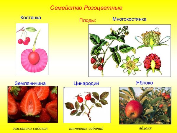 Макросъемка фруктов