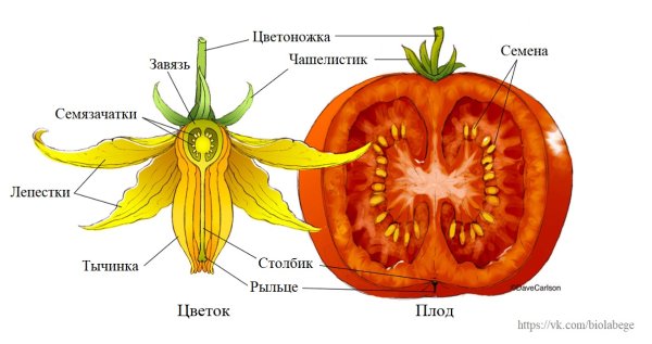 Citrullus lanatus