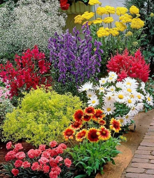 Клумба Мальва дельфиниум Хоста Флоксы рудбекия