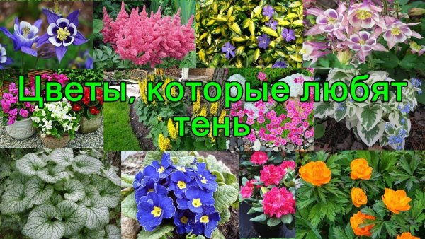 Миксбордер непрерывного цветения многолетников