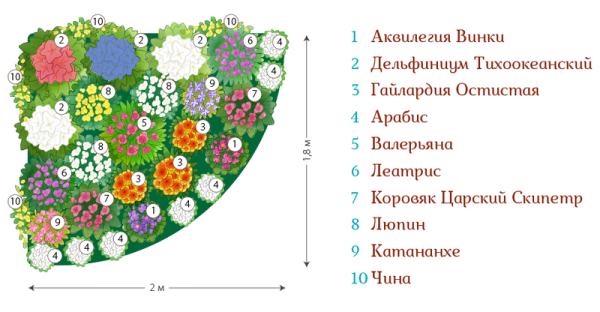Хризантема мультифлора на клумбе