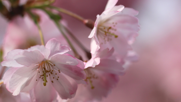 Весенние цветы