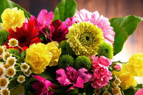 Орхидея Мальва