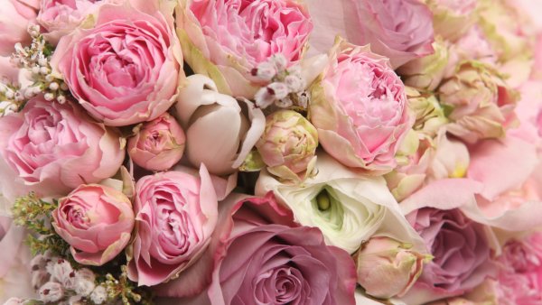 Цветочки картинки