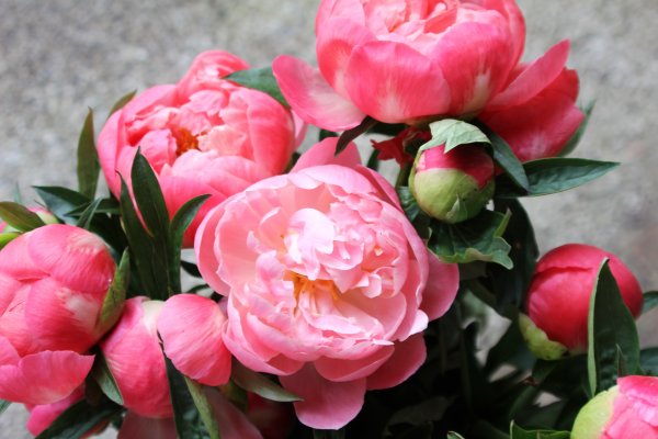 Малиновые цветы