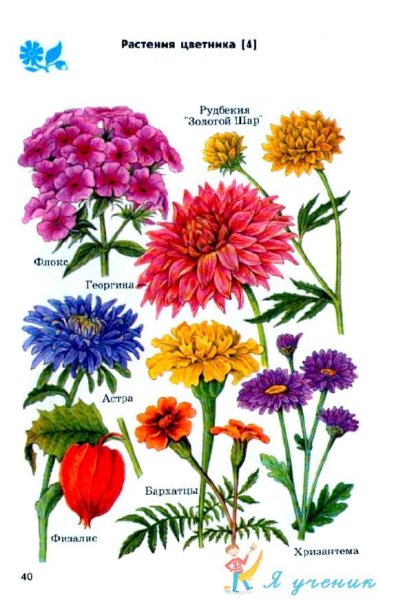 Атлас определитель растения цветника
