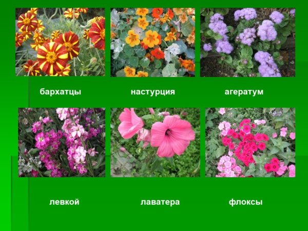 Цветы которые растут на клумбе названия