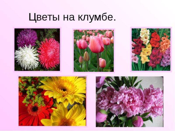 Цветы которые растут на клумбе
