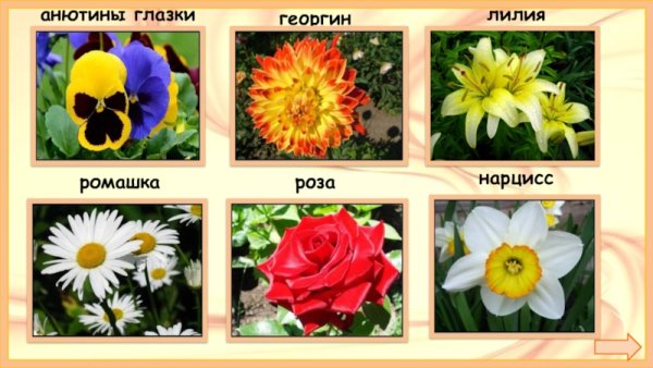 Растения клумбы названия для детей