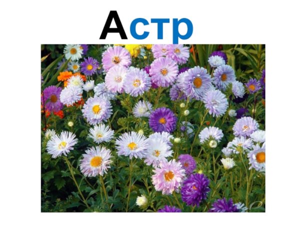 Цветы на клумбе 1 класс