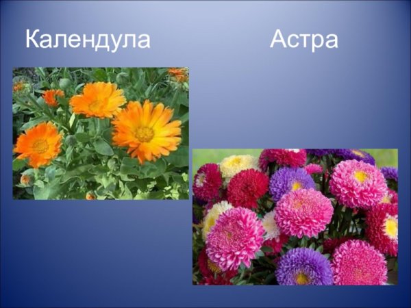 Хризантемы бархатцы Астра космея