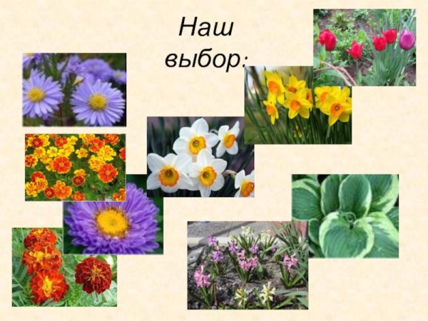 Цветы на клумбе с названиями для детей