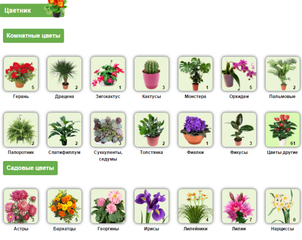 Названия цветов для клумб