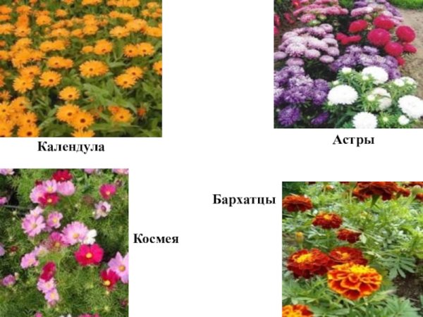 Календула бархатцы Астра космея