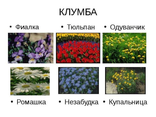Растения которые растут на клумбе