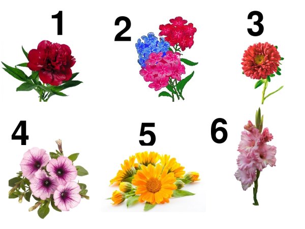 Цветы на клумбе 1 класс