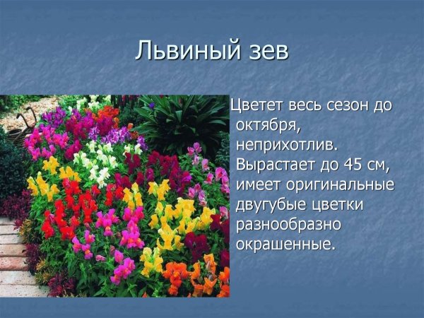 Львиный зев и бархатцы на клумбе