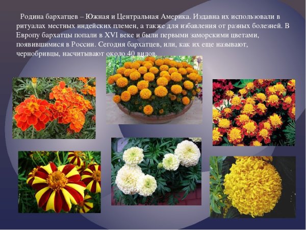 Бархатцы однолетнее или многолетнее растение