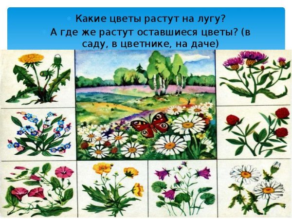 Цветы растущие на лугу