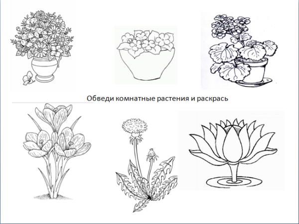Комнатные растения задания для дошкольников