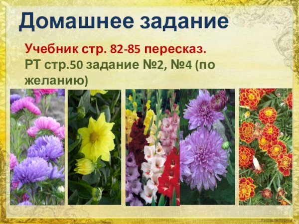 Астра георгина Гладиолус Хризантема бархатцы