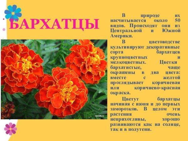 Легенда о бархатцах