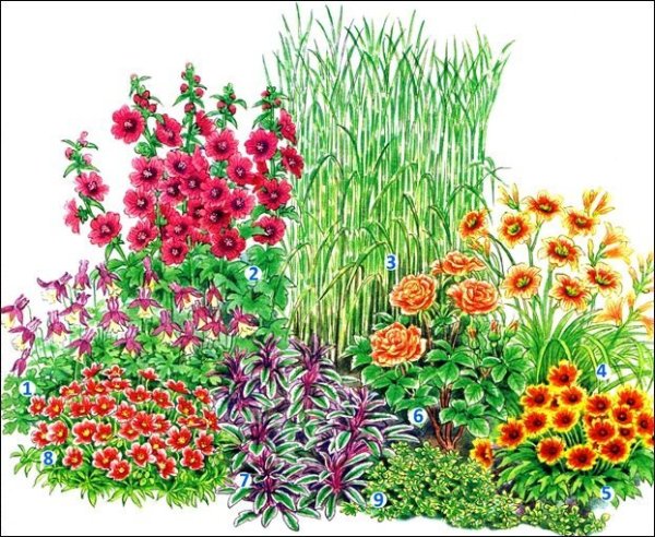 Цветник многолетников непрерывного цветения