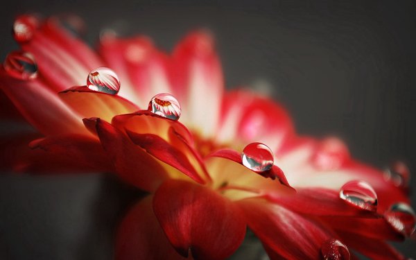 Цветы красивые картинки на рабочий стол (60 фото)