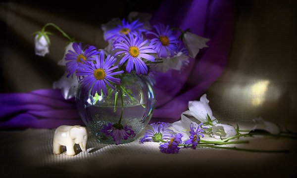 Вечер цветы спокойствие